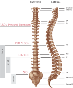 SPINE TLSO